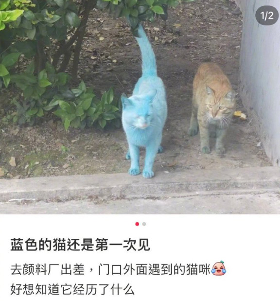 现实版蓝猫，又惨又好笑[捂脸哭]今日份功德为0，哈哈哈哈！！！​​​