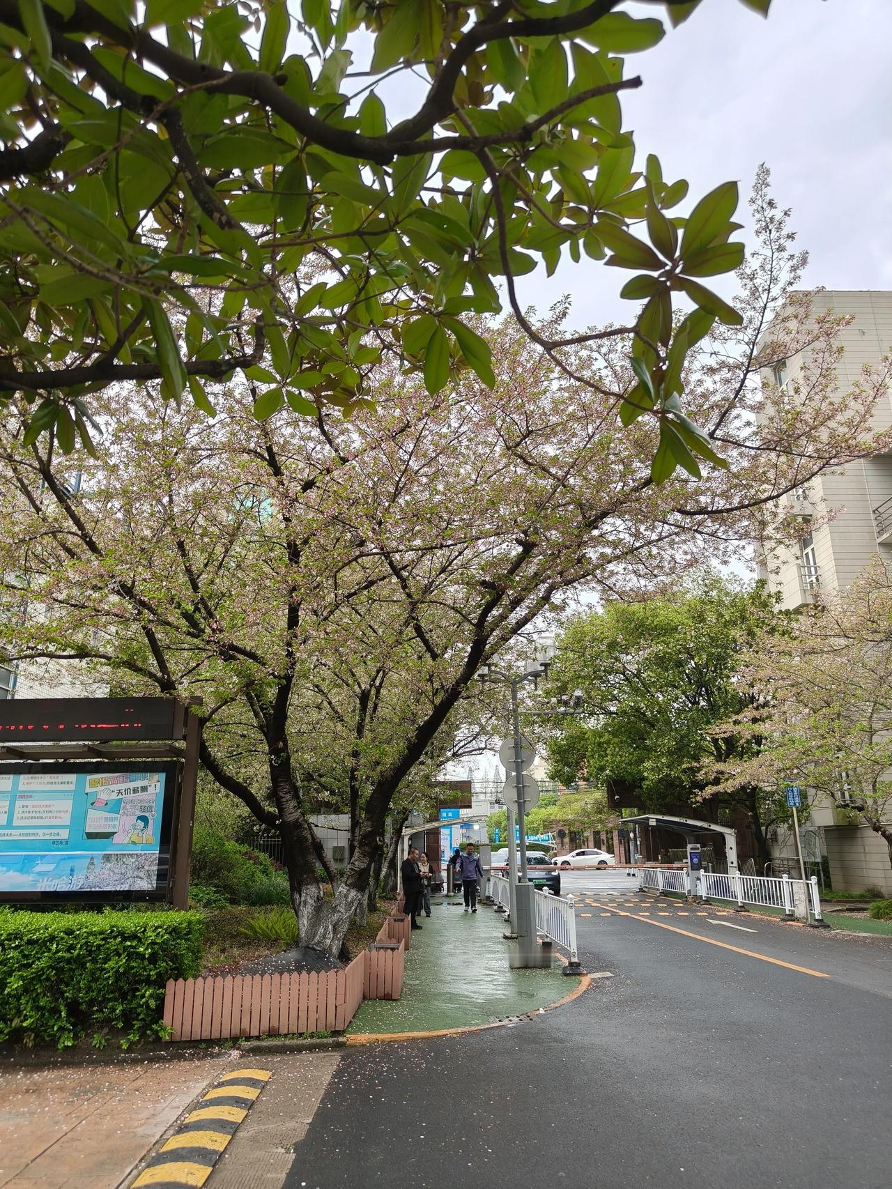 🌸✨春日街角藏满惊喜，粉樱缀满枝头像打翻的颜料盘🎨，紫藤花瀑垂落如紫色云霞☁