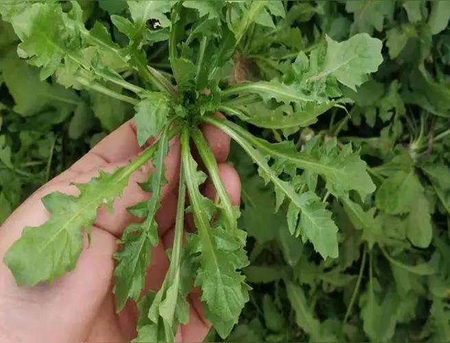 前几天听朋友介绍，我用荠菜煮了碗面条，那叫一个鲜啊！就算拿再好的肉菜跟我换，我都