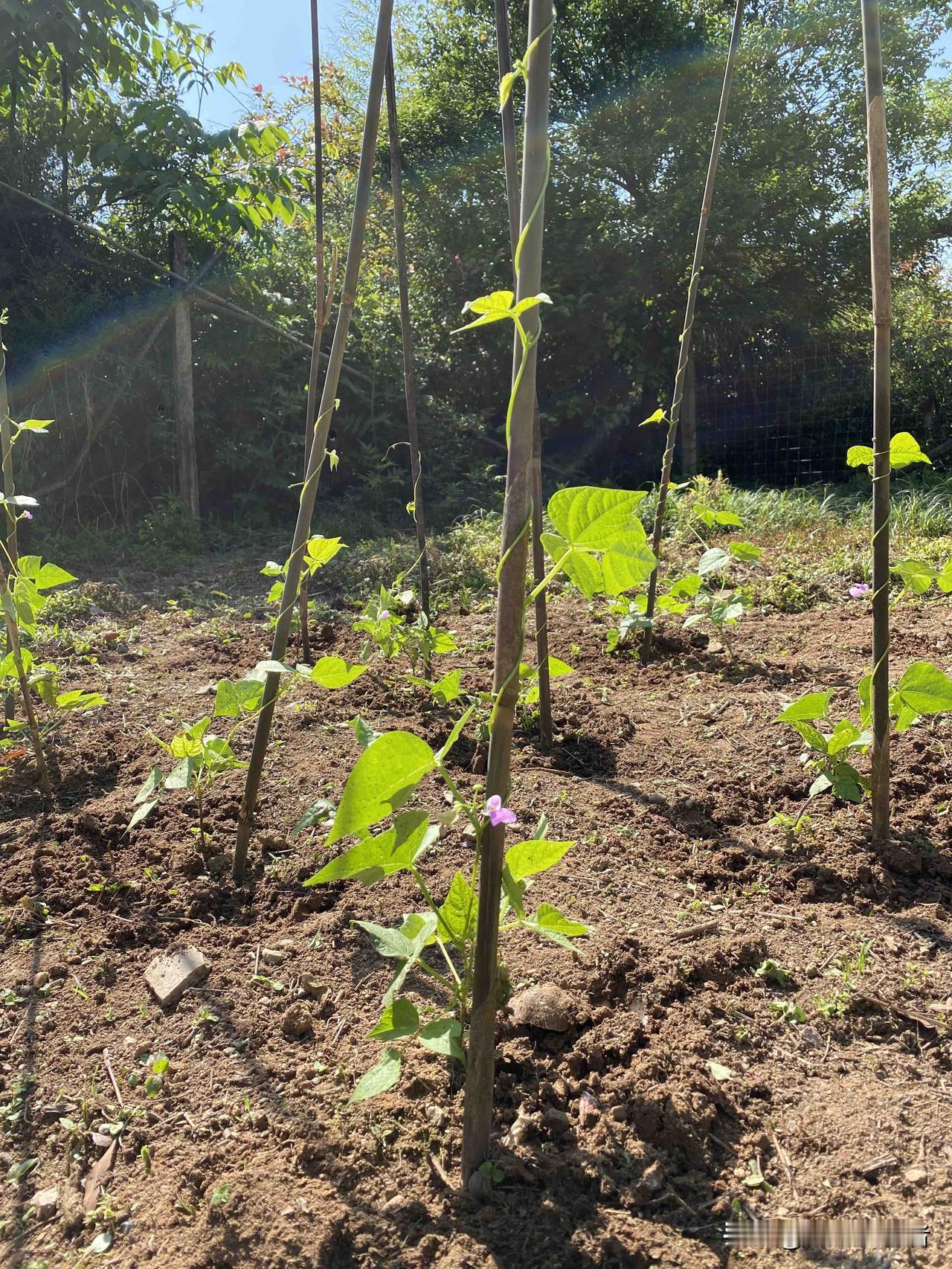 立夏过后，地里的菜苗疯狂生长，有几株豆角和番茄一夜之间开了花，豆角长出了藤蔓开始
