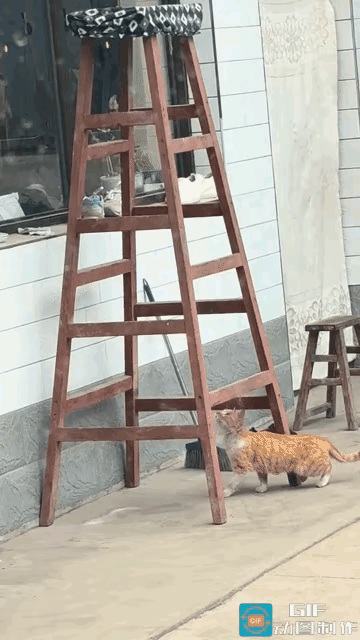 画面太精彩了！晴日里猫咪正悠闲晒着太阳，一只麻雀突然落在院内的人字梯上，恰好被它
