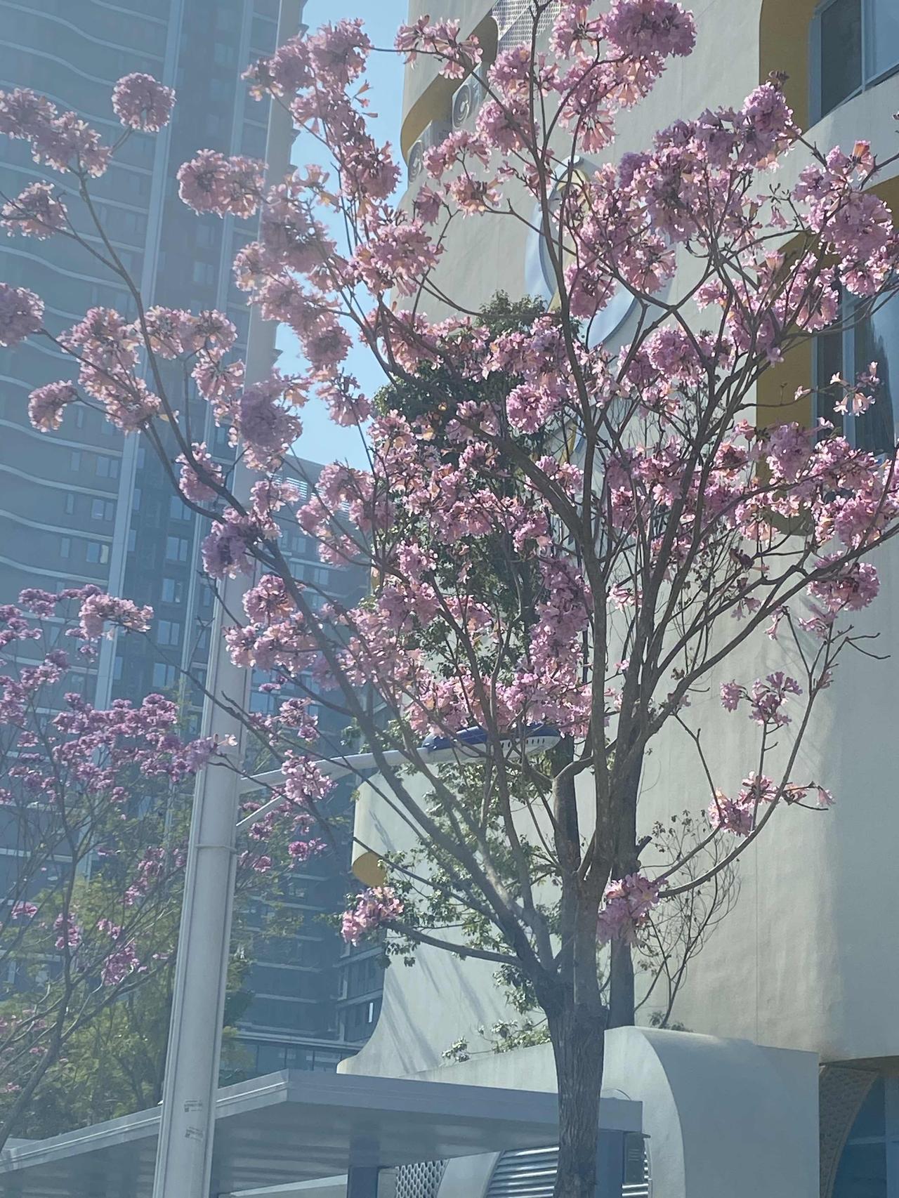 美国宣称他们曾登上月球，我们对此存疑，便要求美国再登一次，美国却表示无法做到。它