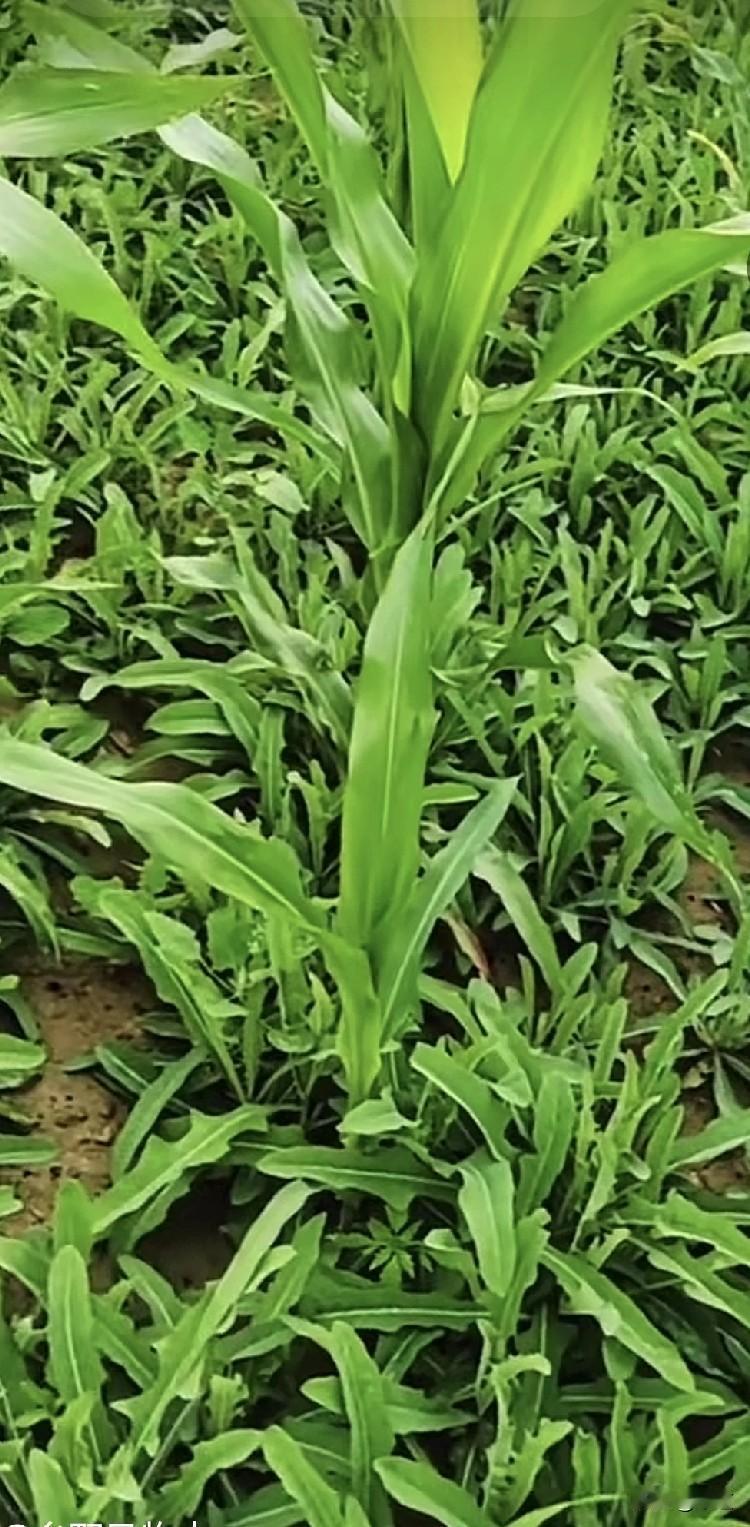 68岁大姐老伴儿去世了，两个女儿很优秀，都嫁人了，过得都挺好。但看到老妈形单影