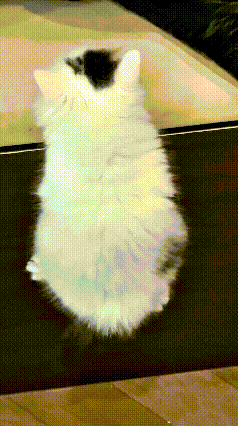 俺家小奶猫实在太可爱啦，年纪小小就一心想爬上大床。拼尽全力往上蹿，小小的身子使