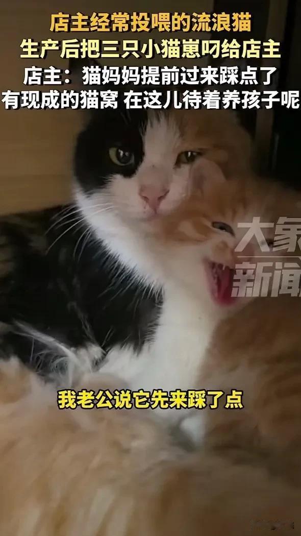 感动哭了！河北廊坊，一店主经常投喂的流浪猫，生产后把三只小猫崽叼给店主，店主：猫