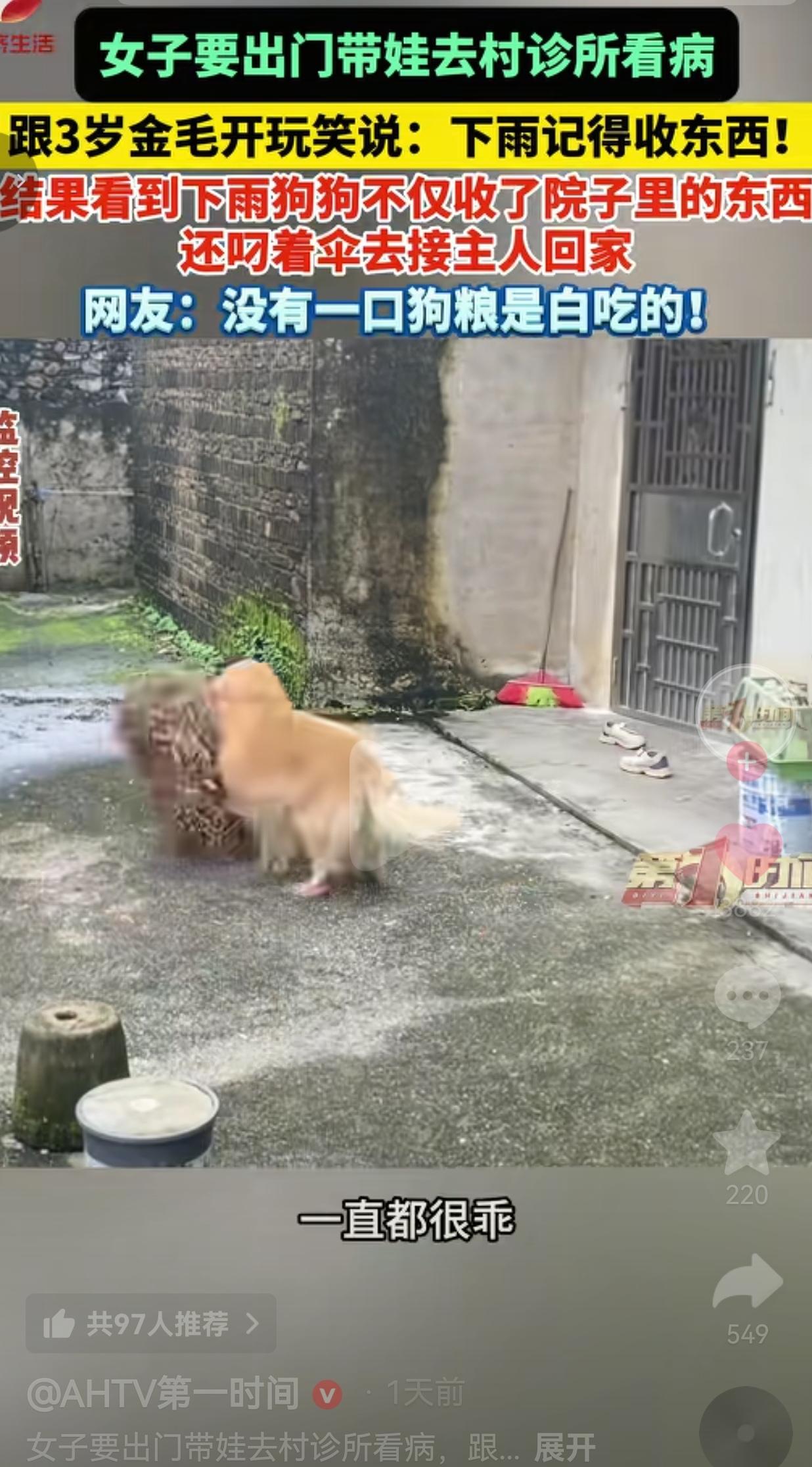 养过狗的人，都会被这只金毛狠狠打动！广东河源的唐女士这天急着带孩子去村里诊