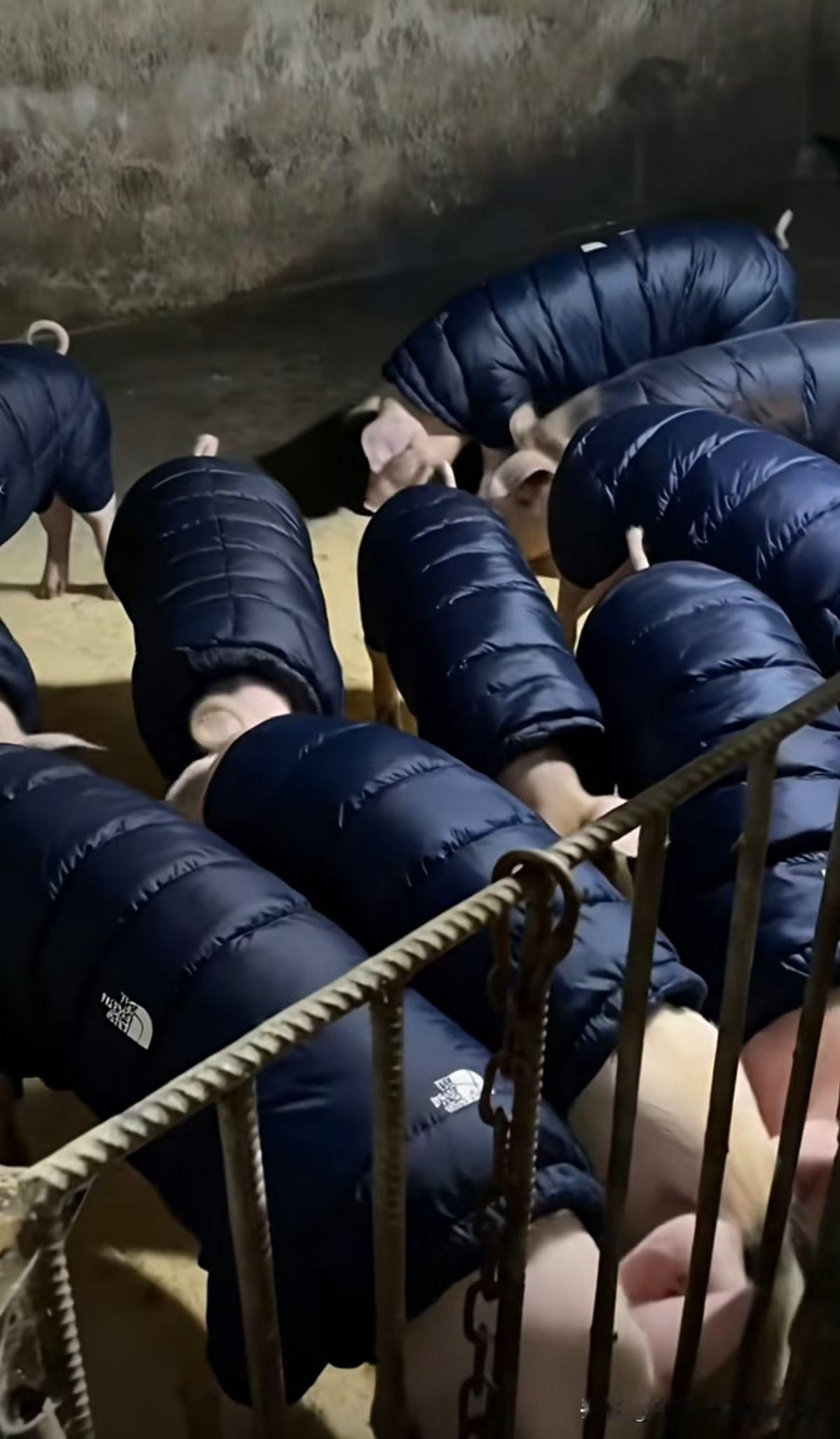 这世道真是受罪猪都穿上了羽绒服