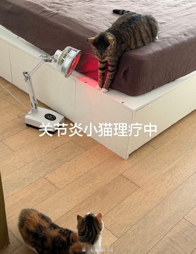 小猫也会得关节炎