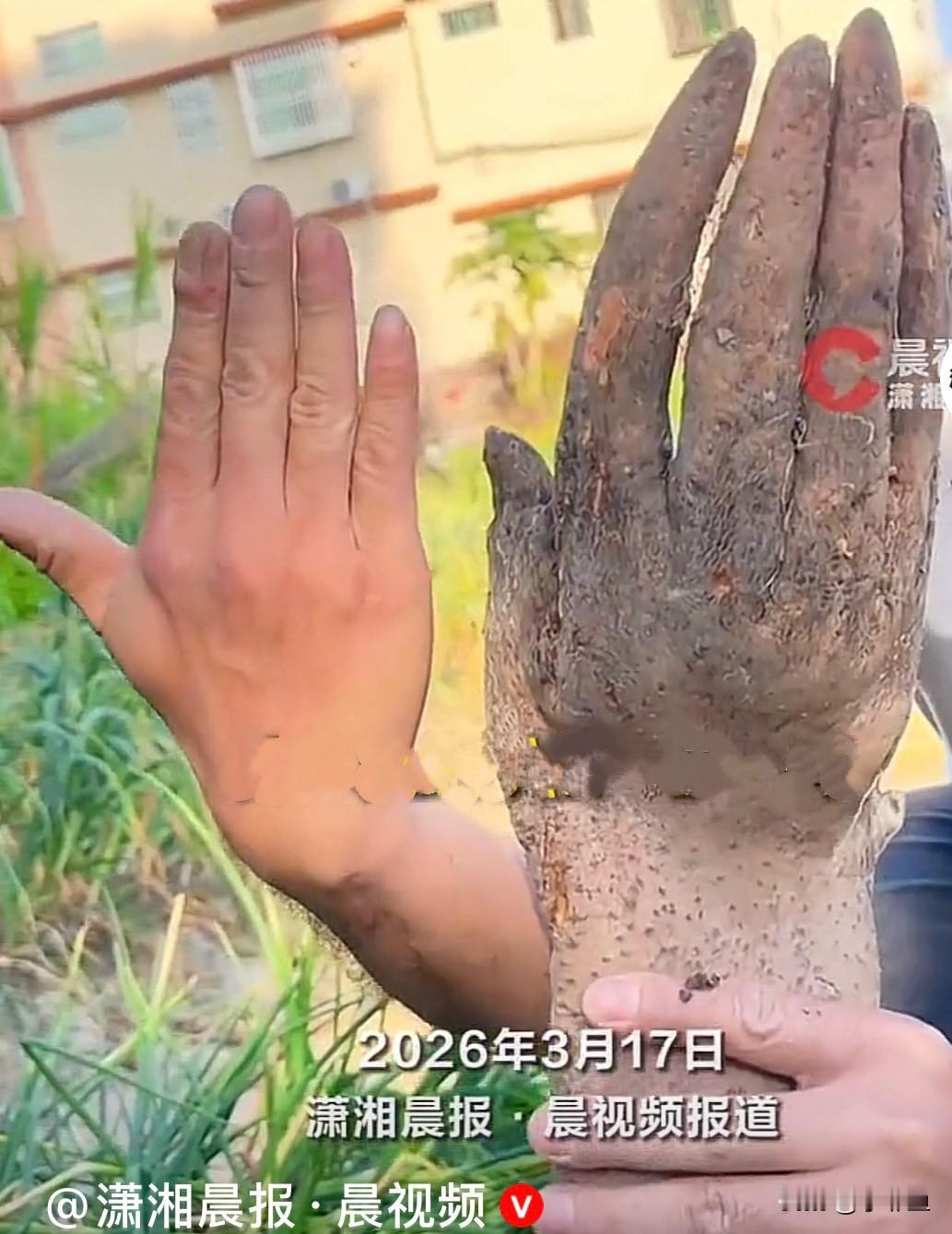 近日，广东揭阳一老人在自家菜地里，挖出一根酷似人手的淮山药，说实话，这个人手淮山