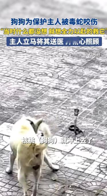 “太有灵性了！”9月22日，河北唐山，一女子被毒蛇盯上，宠物狗为了保护女主人上前