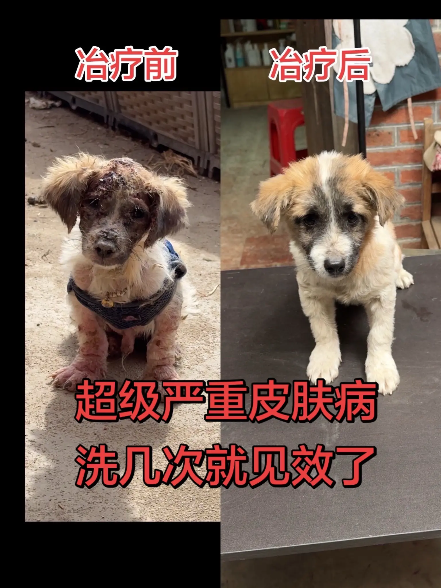 不管你家里狗狗有没有皮肤病，我们都可以用这个药浴给狗犸猫咪洗，抑菌止痒...