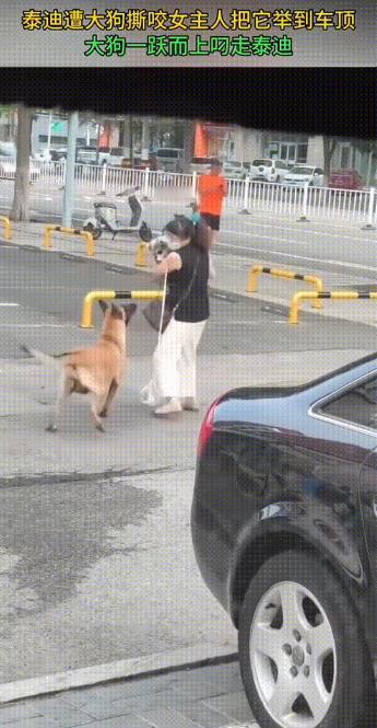 泰迪遭大狗撕咬，女主人为了保护爱犬，将吓得瑟瑟发抖的泰迪抱了起来。但大狗已经咬