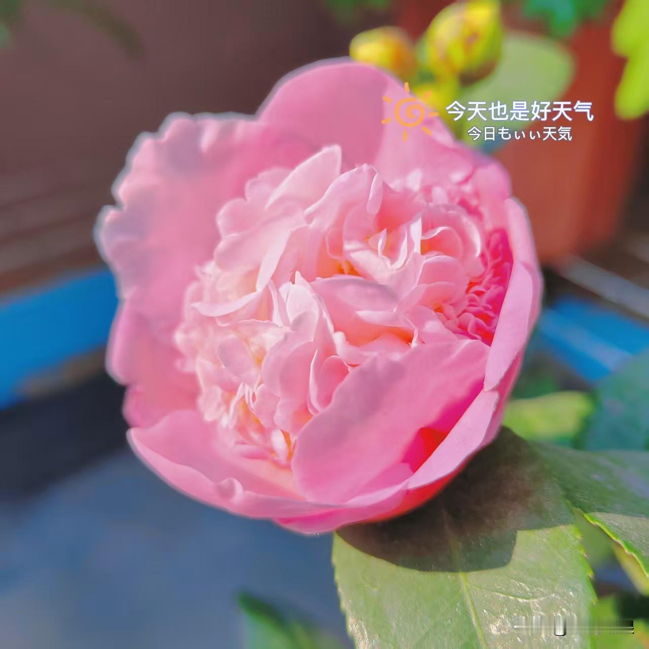 我认为做事重要，职场里我坚定站做事重要。过硬的工作能力是立身之本，有了它才能有底