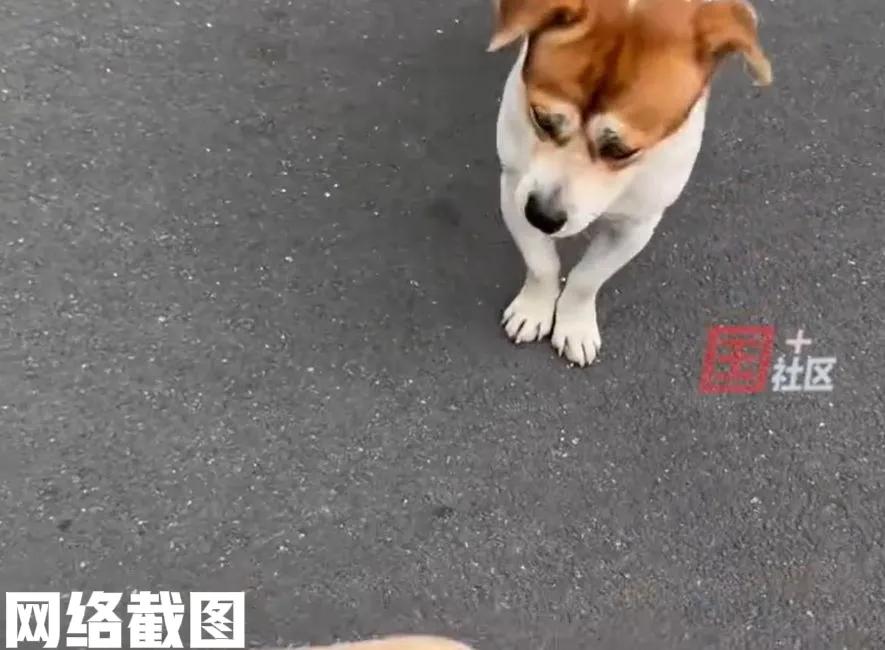 安徽合肥有女子在小区遛狗。只见有一只公狗看上了女子家的母狗，一直尾随女子后面
