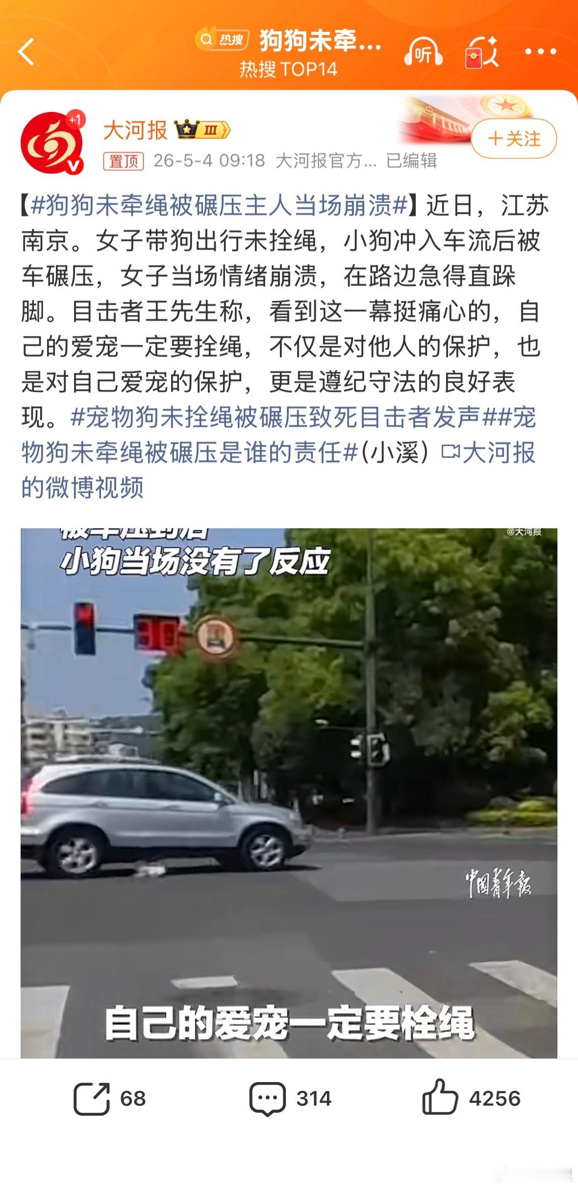 狗狗未牵绳被碾压主人当场崩溃爱狗人士里有很多自由怪，宁愿狗被车撞死，也要撒欢不牵