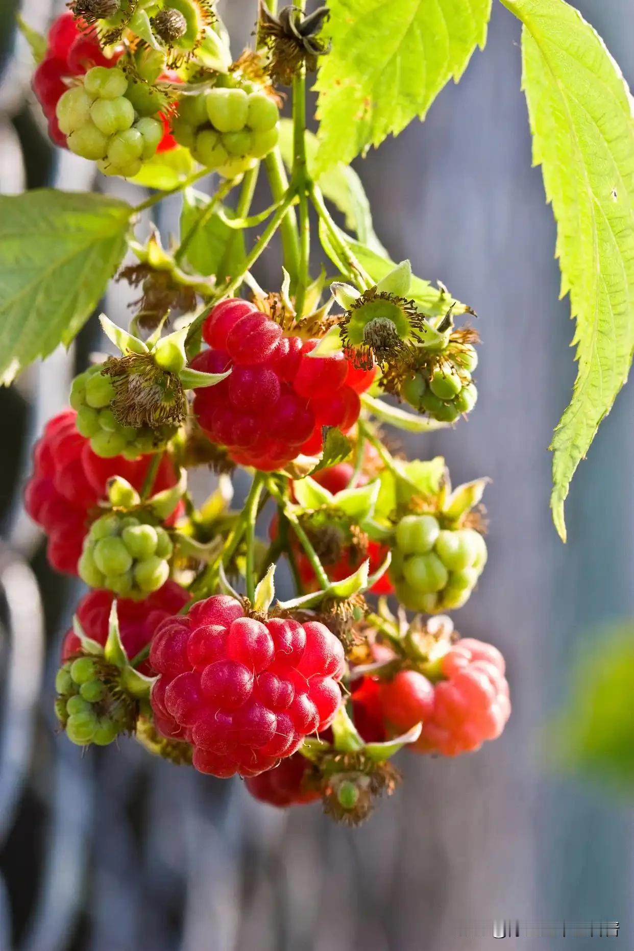胃堵便乱：根源在脾胃运化失常，健脾消食先减负大家好，我是中医陈大夫！