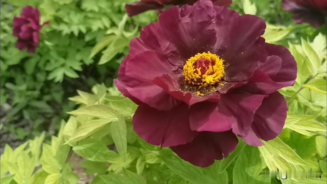 牡丹之美暮春时节，一脚踏进无边的牡丹花海，才