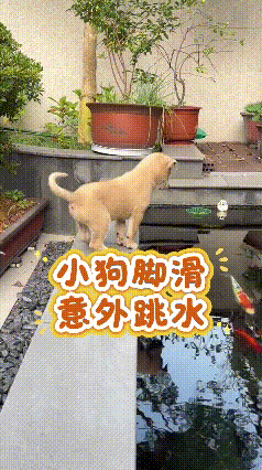 刷到这段搞笑的小狗视频，看得忍不住笑出声。小狗阿彪站在水边，满心好奇盯着水里游