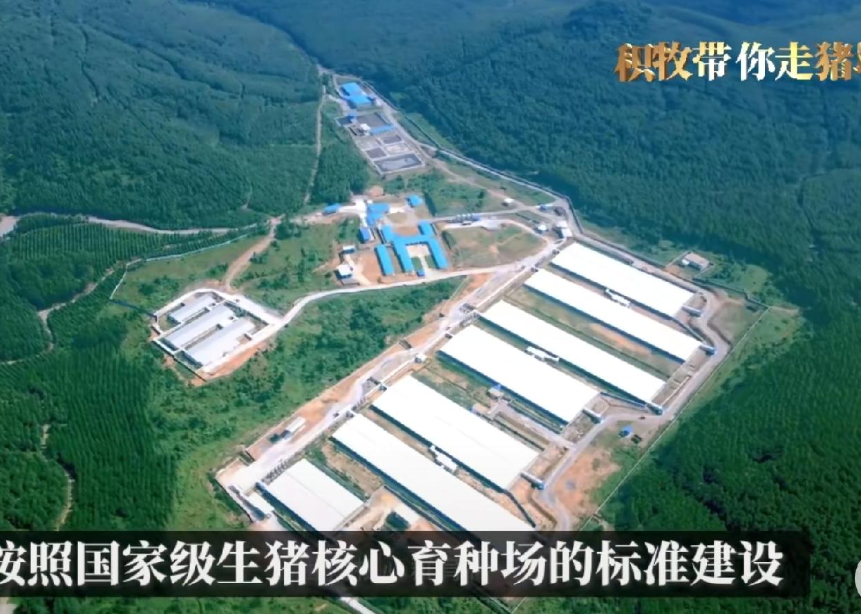 柳州中丹养猪场，在野外山谷里，面积不小，也不是楼房那种养猪，全是一层钢结构大厂房