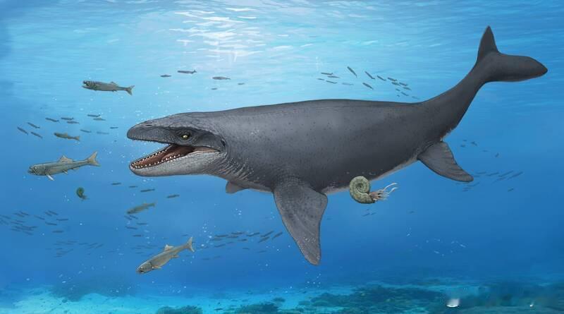 史前巨兽现身！日本首次发现约7000万年前“海中暴龙”沧龙化石海外新鲜事日本冈