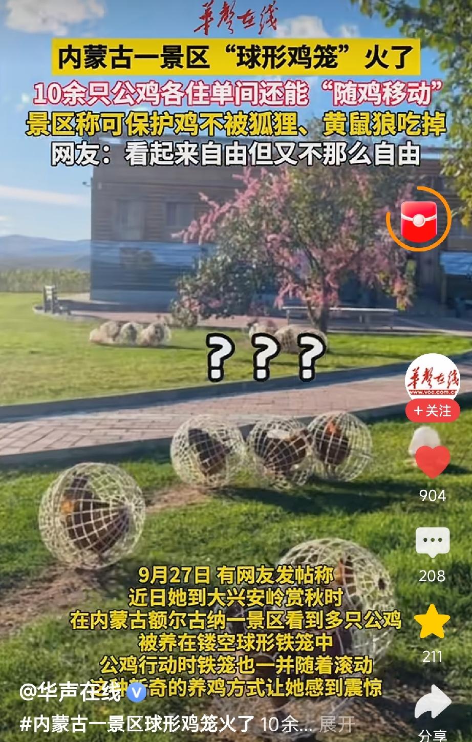 “这招绝了!”内蒙古，一景区担心鸡被黄鼠狼吃掉，灵机一动，挨个给10多只公鸡装