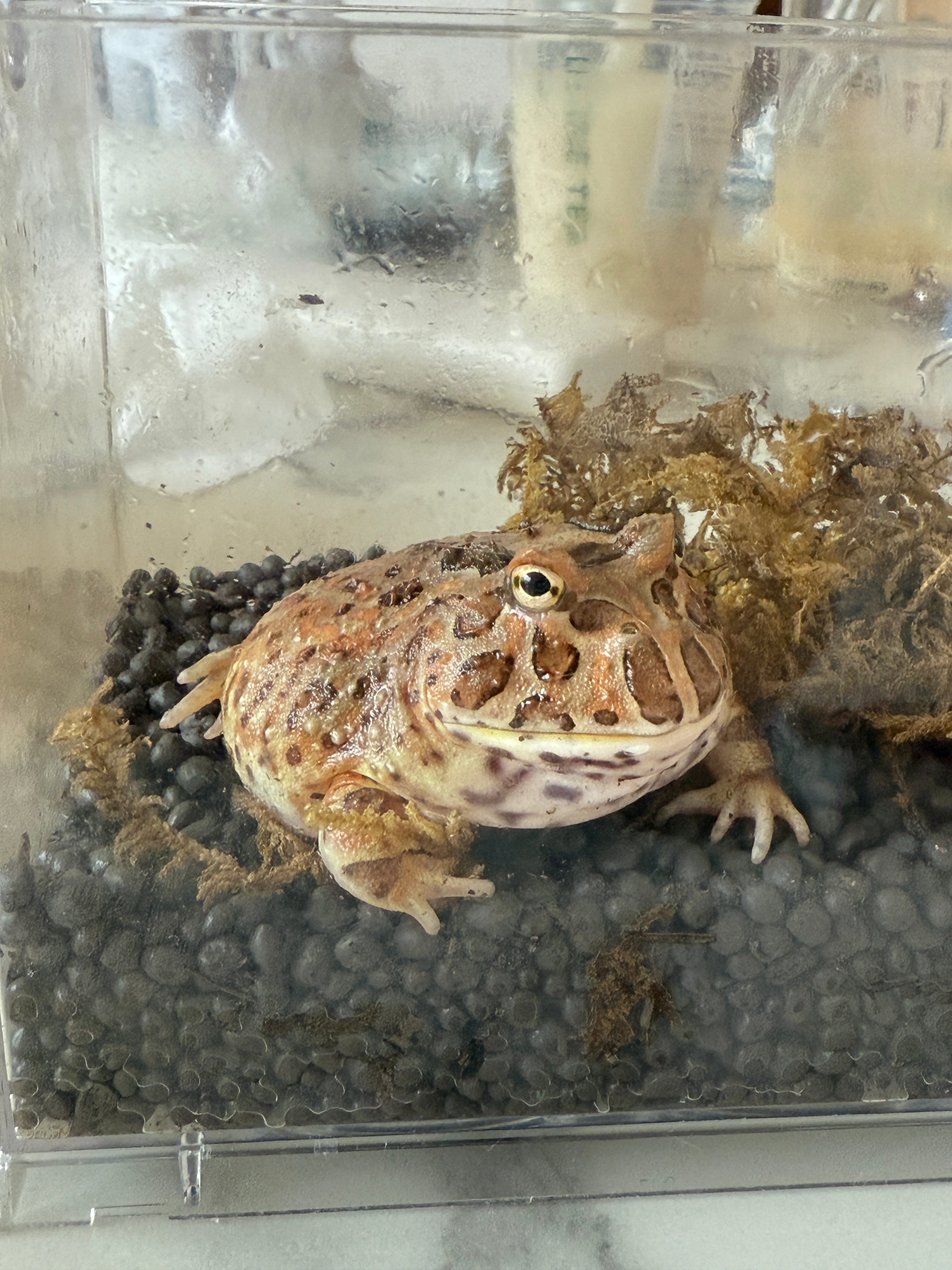 banana这个体型是正常的吗？？…..