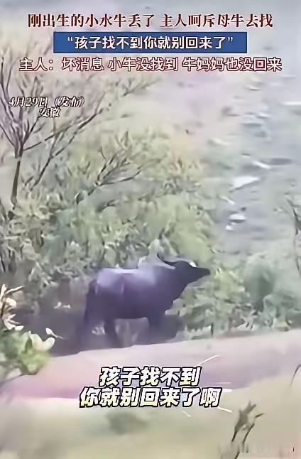 解释不清了！安徽，一头母牛把刚出生不久的小牛弄丢了，牛主人呵斥母牛道：“赶紧去找