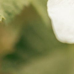 种植种植每天都是一个崭新的开始，对待每个人都用心交流，世界将因此更美好。