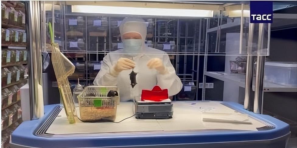 今晚俄罗斯75只老鼠宇航员将发射至极地轨道！为什么这值得关注？塔斯社今天报道