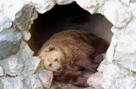 狼群会吃掉冬眠的熊吗？其实，很多人不知道，熊冬眠不是因为冷，也不是因为困，而是因