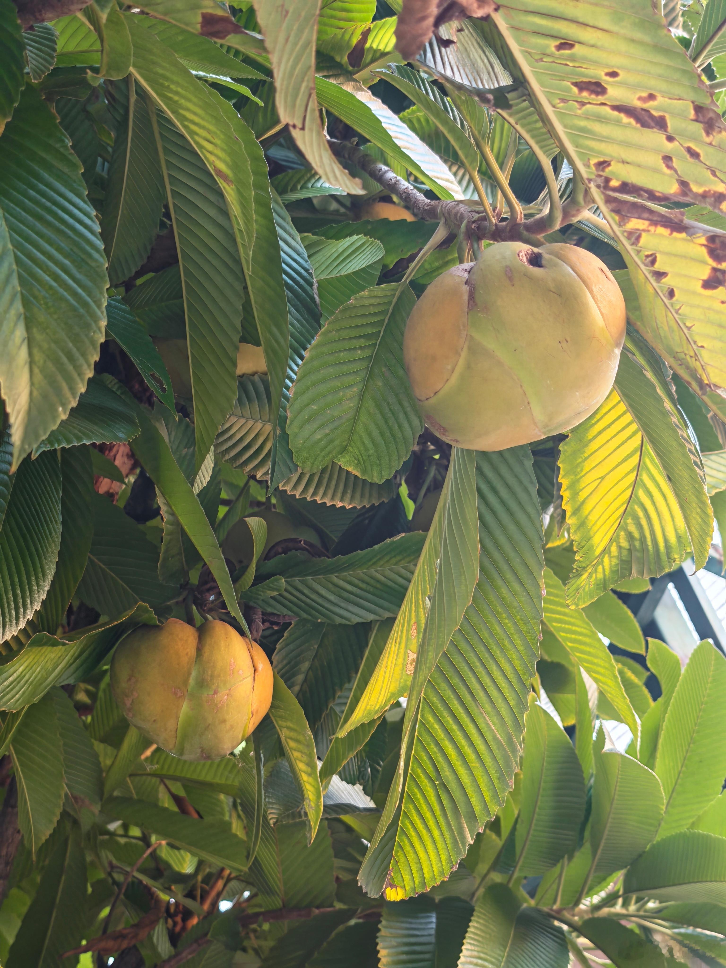 这个水果是什么？