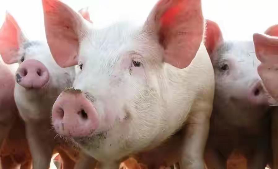 猪吃蛇还能不怕蛇毒？这真相可真让人想不到！农村的老人们总爱念叨“养猪防蛇”