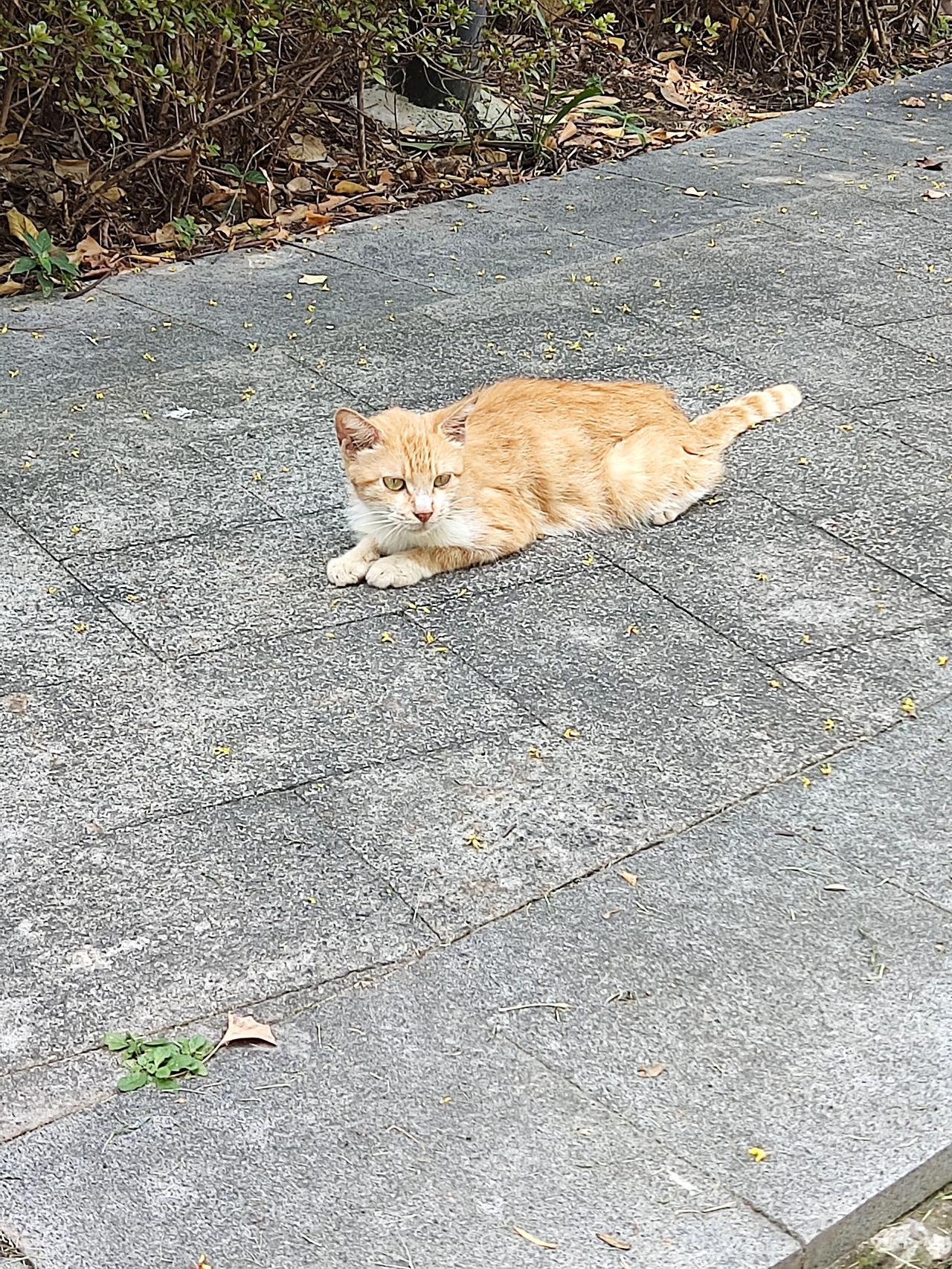我感觉这只瘦骨嶙峋的猫快不行了，粮也不怎么吃，水也不喝，每天就这样有气无力的趴着