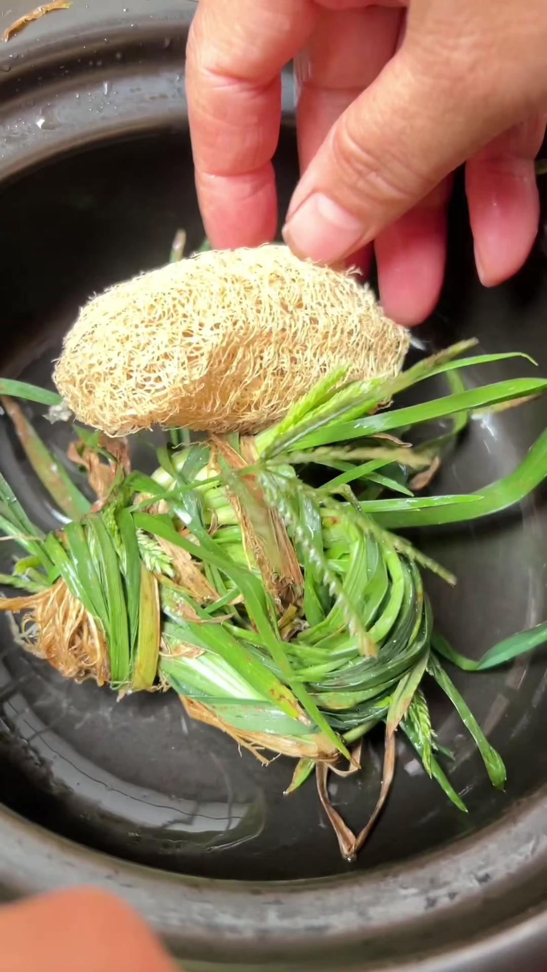 🌱这种在路边常见的野草，你可能每天都在踩！它就是牛筋草，也叫千仞拔。根茎特别