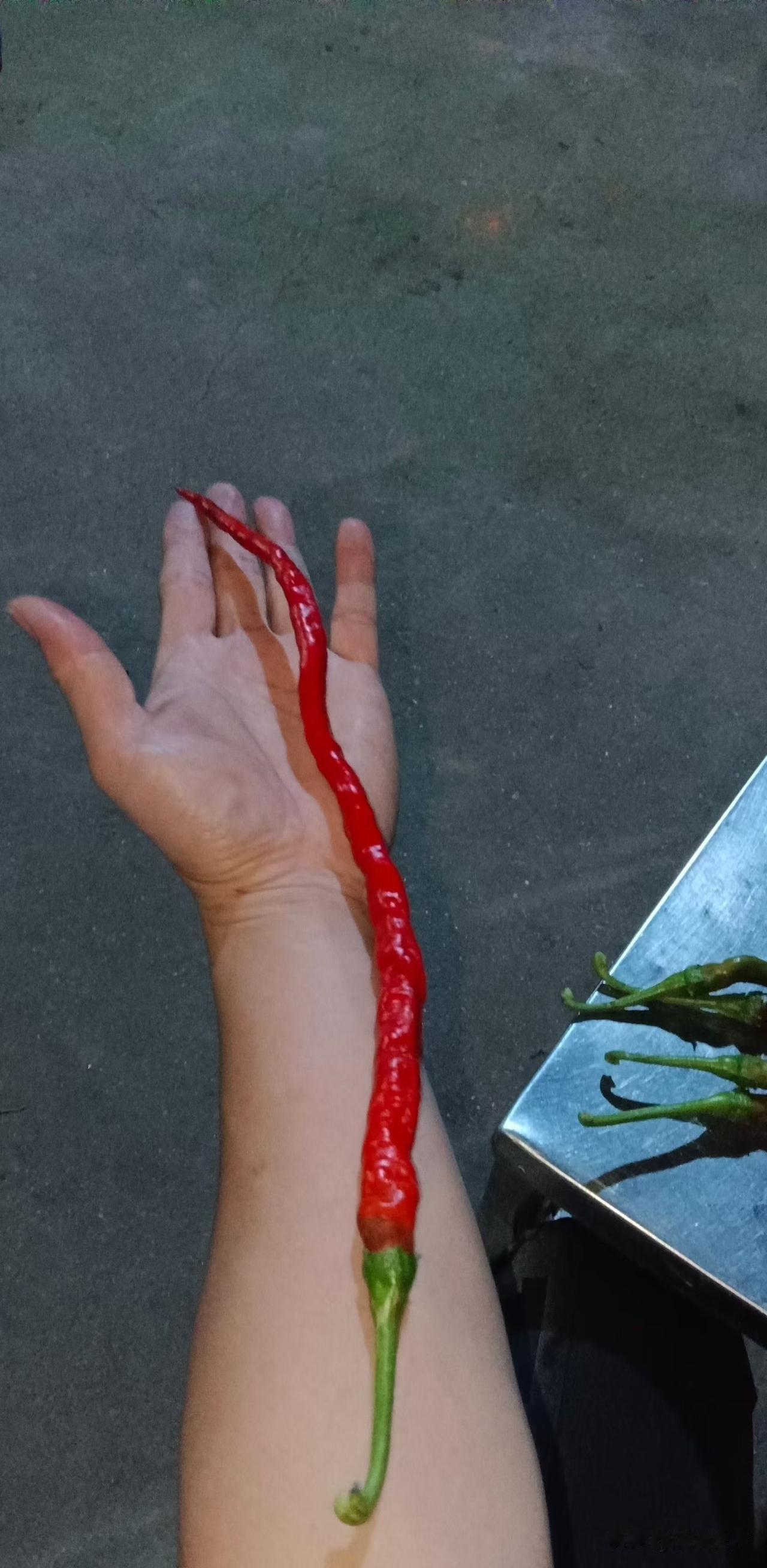 这么长的辣椒是变异品种吗？在浏阳北盛镇一户农家长出了手臂长的辣椒！口感和普通辣