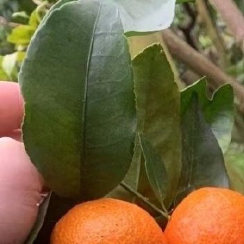砂糖橘的种植方法1.园地选择•选土层深厚、排水良好的微酸性土壤，光照充足、坡