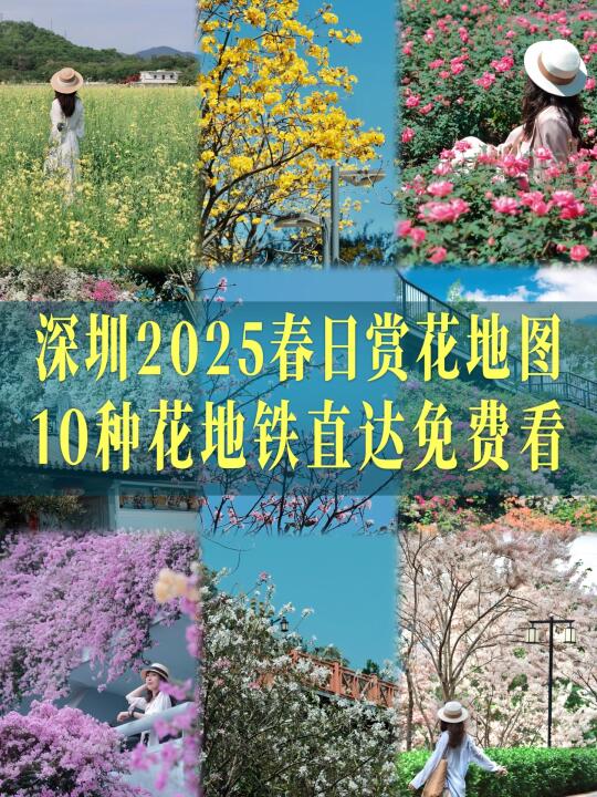 深圳春日赏花地图🌸10种花地铁直达免费看