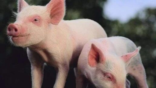 【猪价7年新低，离历史最低只差3毛】春节以来国内生猪价格阴跌不止，猪肉创下七年新