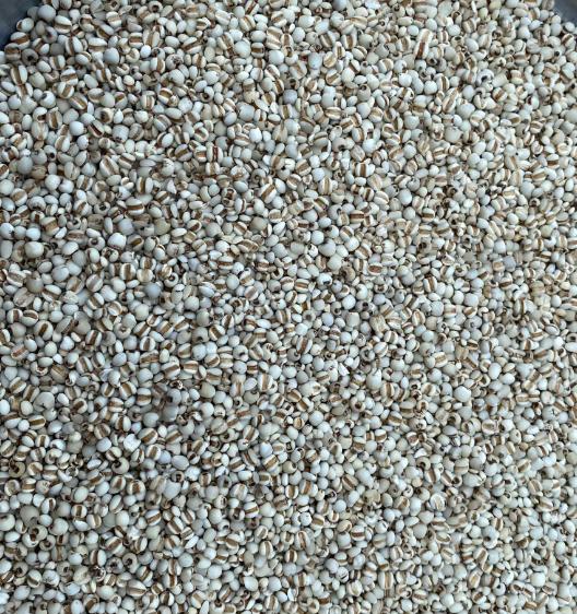 阳痿早泄我不能用鹿茸，更不能用那非，这三味药才是宗筋好搭档调阳痿早泄不能用