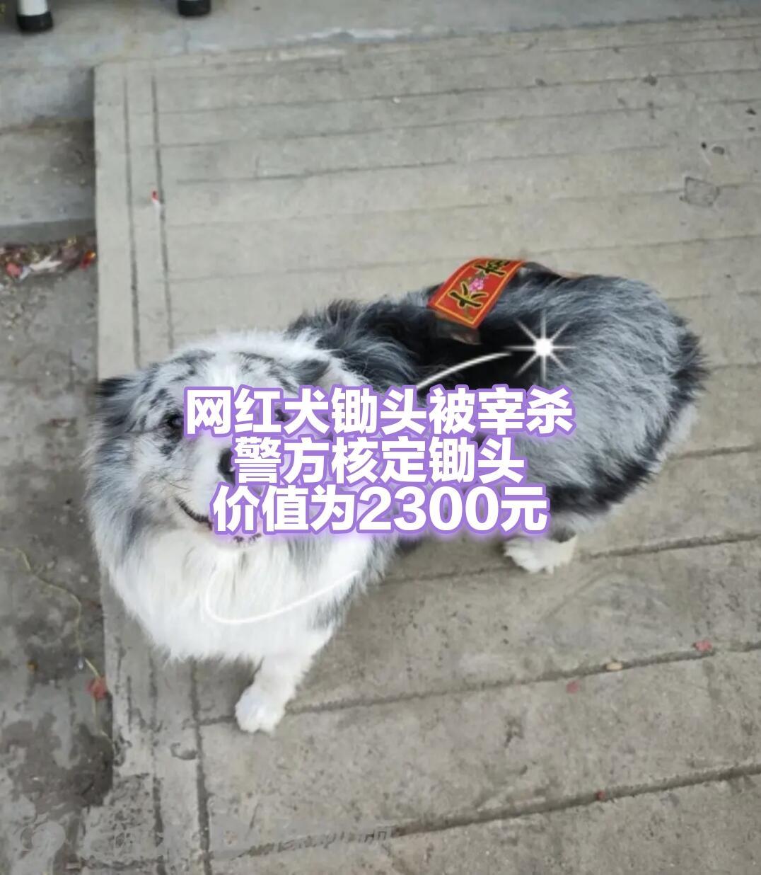 真挺让人心里堵得慌。旅行博主郭先生那只叫“锄头”的边牧，跟着他跑了大半个中国，拍