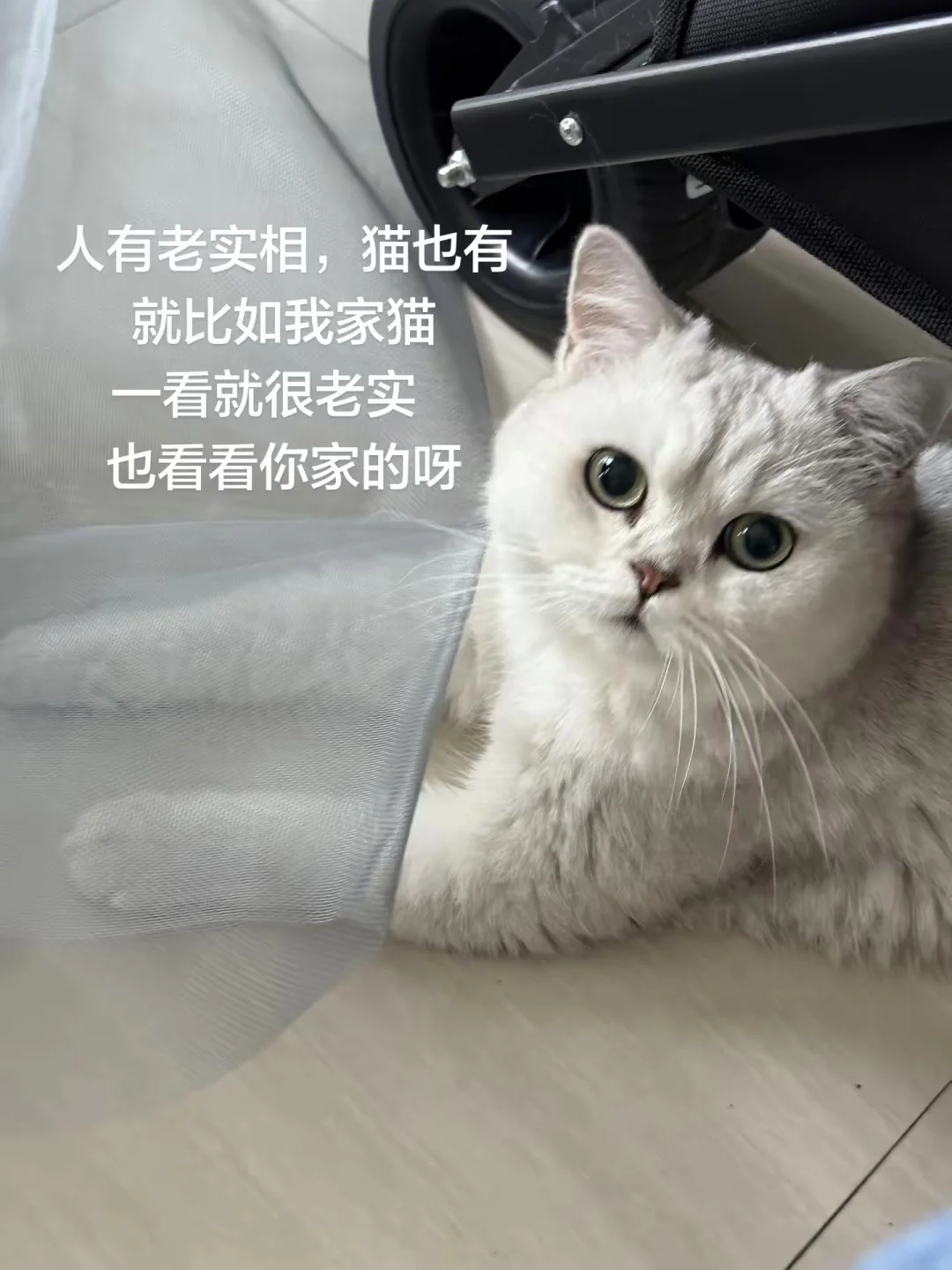 就真的一看就是那种乖乖男猫