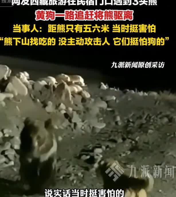 这狗能吹一辈子！西藏那曲，女子和家人来西藏旅游，就当一家人在民宿门口办理入住手续