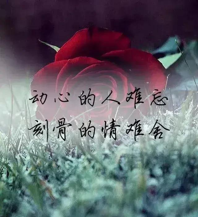 入了心的你是我一生的爱人自从遇见你便深深的爱上了你每天朝思暮想的都是你
