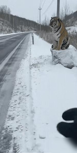 笑到发抖！男子竟把真老虎当雕塑，上手就摸，老虎都懵了！下雪天，路边石头上蹲了只老