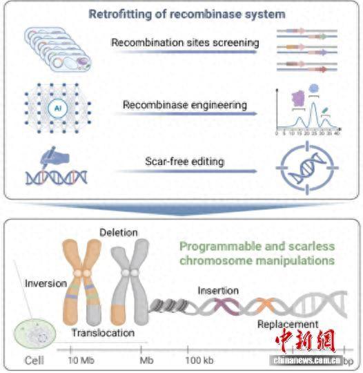 基因编辑重大突破 中国团队研发出新型可编程染色体编辑技术