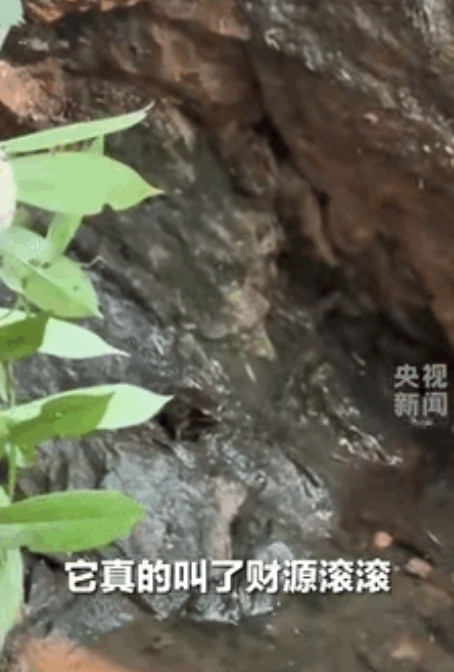 简直太神奇了！”在山东，一女子在溪边游玩时，发现一只“金蟾”趴在石头上，她开玩笑