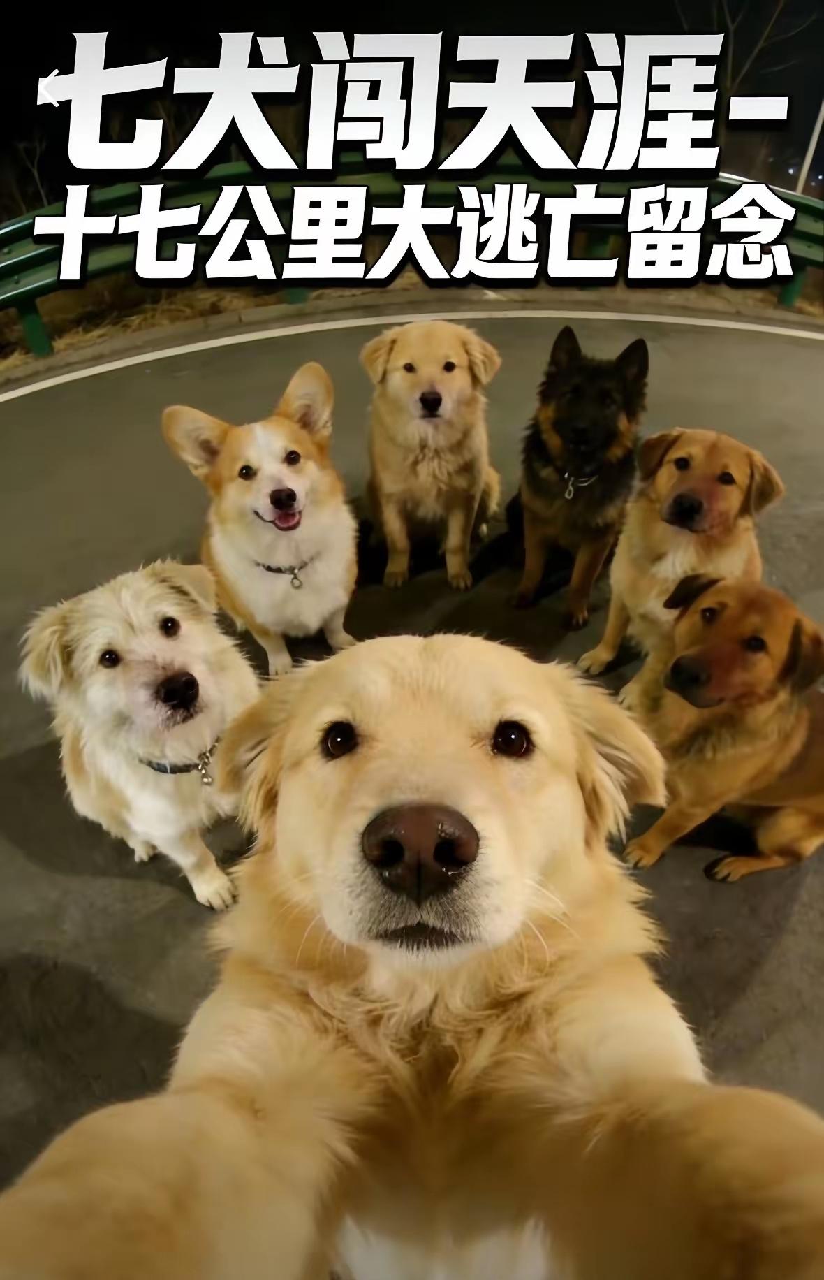 看完这段视频，我直接被这只叫大胖的柯基狠狠戳中了，原来狗狗之间的情谊，比我们想象