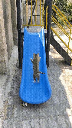 一只流浪小狸花猫每天看着小朋友们玩滑滑梯羡慕的不得了，趁着没有人的时候，它也想玩