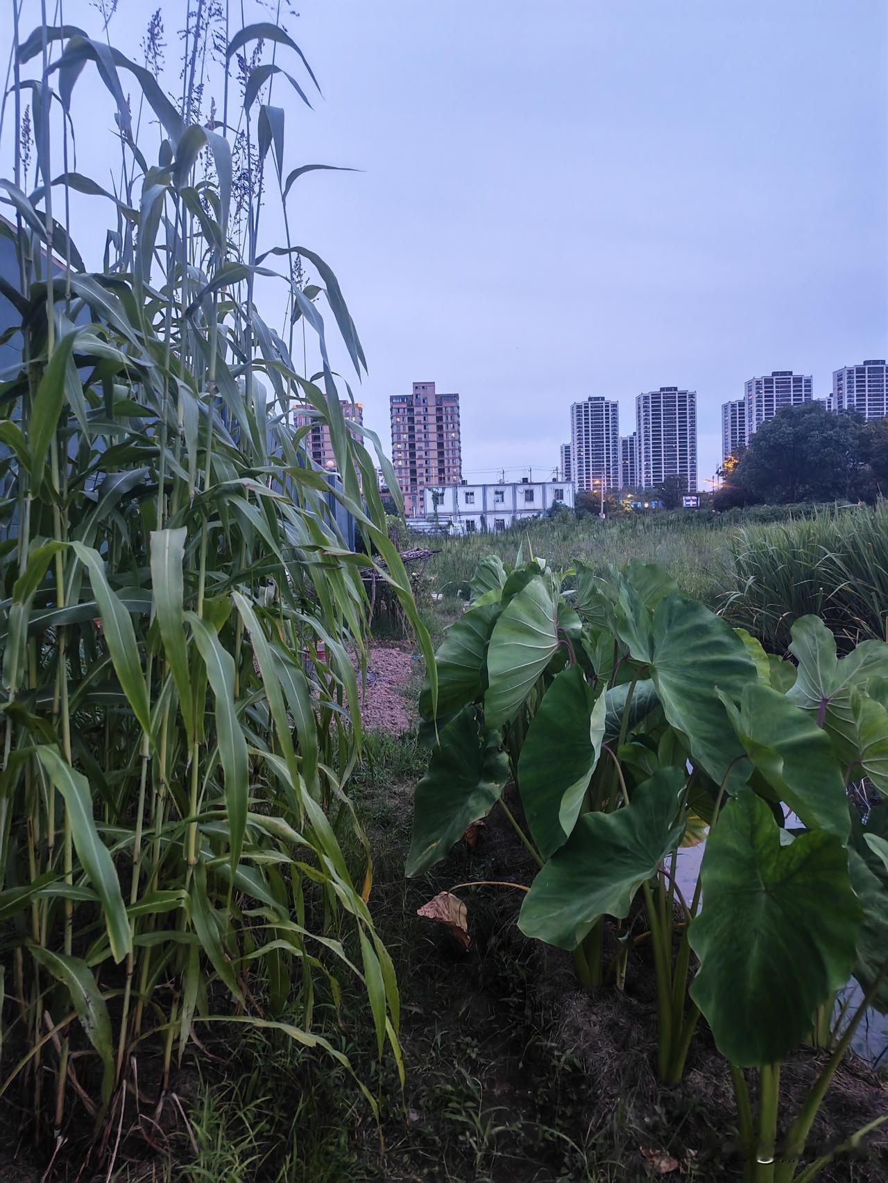 两三个星期老是下雨，进菜园的路也淹了，所以一直没有去看我们种的甜秸秆和芋艿。这几