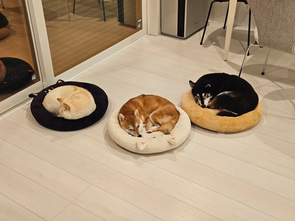 只需再往右移动一次就可以消掉三个狗狗啦！ʕง•ᴥ•ʔง